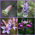 Spider flower